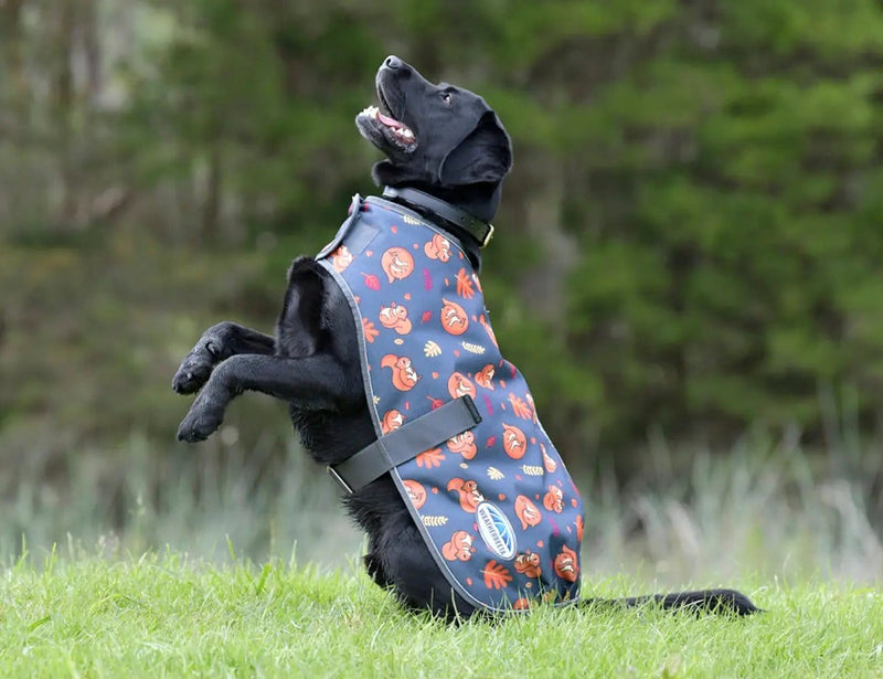 WeatherBeeta Clearance WeatherBeeta ComFiTec Premier Free Parka Dog Coat Medium WeatherBeeta ComFiTec Premier Free Parka Dog Coat Medium