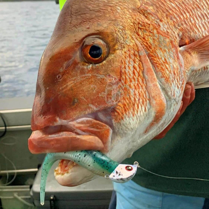 Catch Catch Black Label Livies Catch Blk Label Livies pk 4x7" Glowing Gurnard Glowing Gurnard - Catch Blk Label Livies Pk 4x7