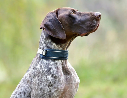 WeatherBeeta Clearance WeatherBeeta Explorer Dog Collar WeatherBeeta Explorer Dog Collar