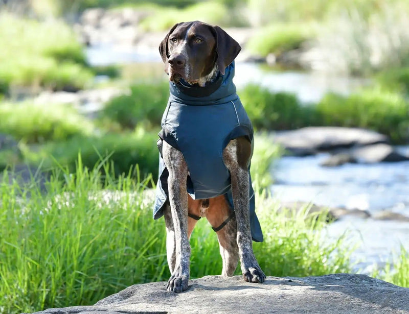 WeatherBeeta Clearance WeatherBeeta Explorer Medium Dog Coat WeatherBeeta Explorer Medium Dog Coat