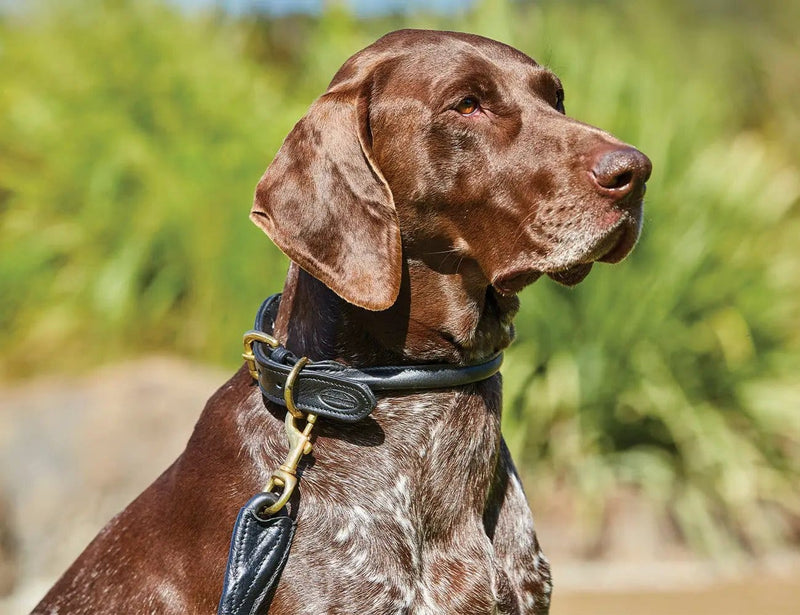 WeatherBeeta Rolled Leather Dog Collar by WeatherBeeta