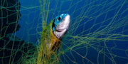 Momoi Fishing Nets Momoi Snapper / Trev Mesh 36md x 5-00" x 180m Snow White Momoi Fishing Net Snapper Trev Mesh 36MD