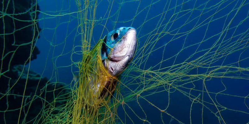 Momoi Fishing Nets Momoi Snapper / Trev Mesh 36md x 5-00" x 180m Snow White Momoi Fishing Net Snapper Trev Mesh 36MD