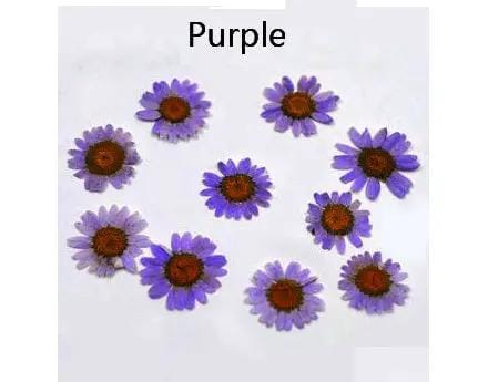 Resin Art NZ Real Dried Flower Real Dried Flower - Chrysanthemum Real Dried Flower - Chrysanthemum | Action Outdoors NZ