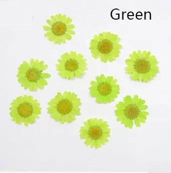 Resin Art NZ Real Dried Flower Real Dried Flower - Chrysanthemum Real Dried Flower - Chrysanthemum | Action Outdoors NZ