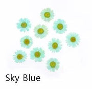 Resin Art NZ Real Dried Flower Real Dried Flower - Chrysanthemum Real Dried Flower - Chrysanthemum | Action Outdoors NZ