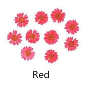 Resin Art NZ Real Dried Flower Real Dried Flower - Chrysanthemum Real Dried Flower - Chrysanthemum | Action Outdoors NZ
