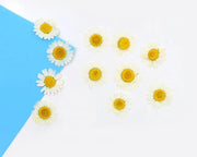Resin Art NZ Real Dried Flower Real Dried Flower - Chrysanthemum Real Dried Flower - Chrysanthemum | Action Outdoors NZ