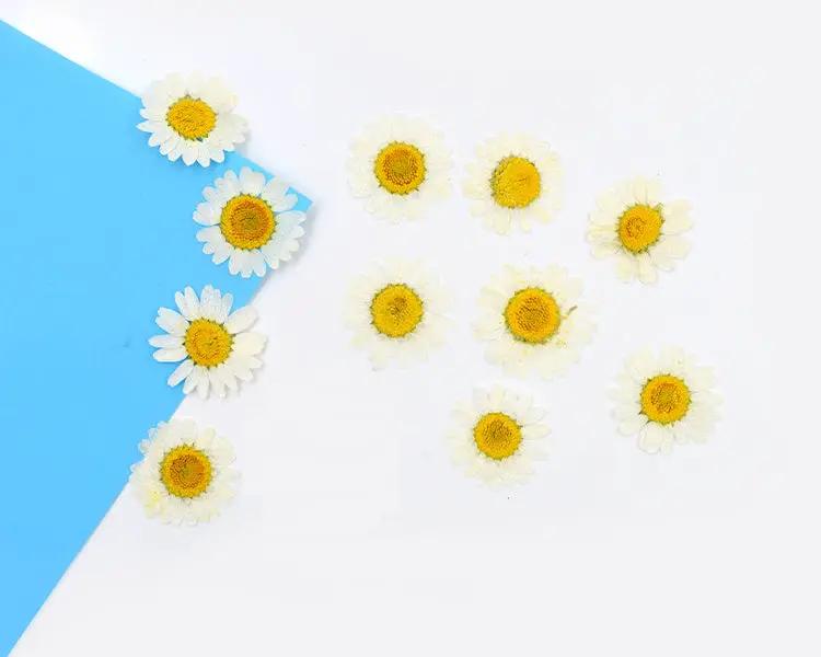 Resin Art NZ Real Dried Flower Real Dried Flower - Chrysanthemum Real Dried Flower - Chrysanthemum | Action Outdoors NZ