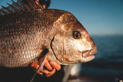 Momoi Fishing Nets Momoi Snapper / Trev Mesh 36md x 5-00" x 180m Snow White Momoi Fishing Net Snapper Trev Mesh 36MD
